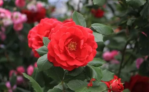 户外花箱 户外花箱