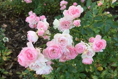 户外花箱:月季花 户外花箱:月季花