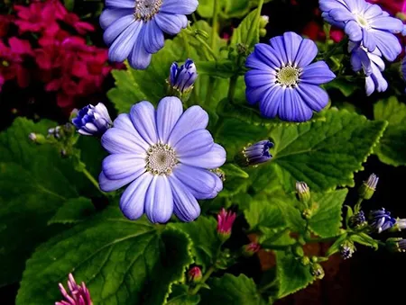 花箱厂家:瓜叶菊 花箱厂家:瓜叶菊